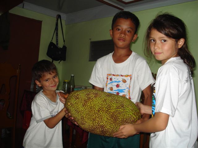 the huge jackfruit 'langka'